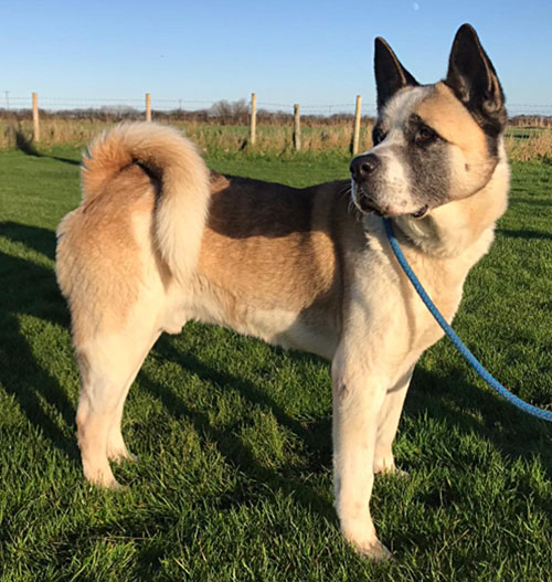 Cliff Top Kennels Rehoming Centre