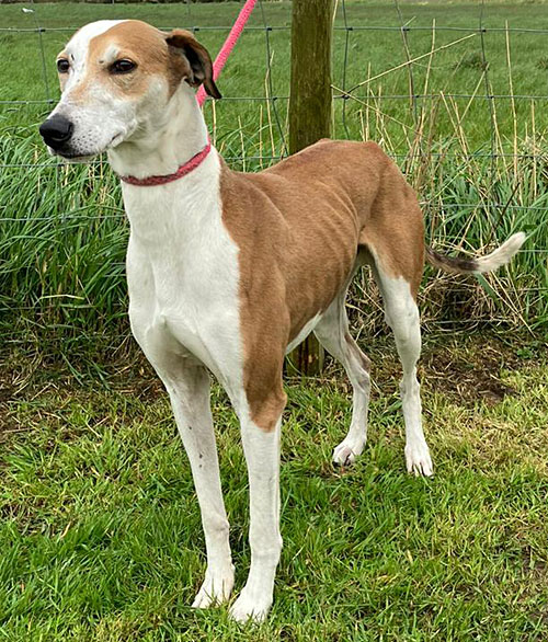 Cliff Top Kennels Rehoming Centre